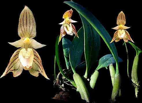 Bulbophyllum ambrosia